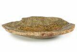 Polished Fossil Coral (Actinocyathus) Dish - Morocco #323046-1